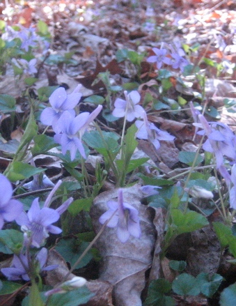 Long Spurred Violets