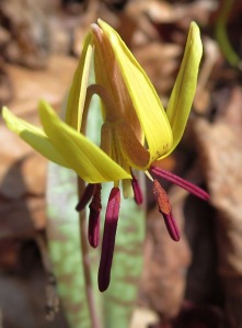 Trout Lily by Alan